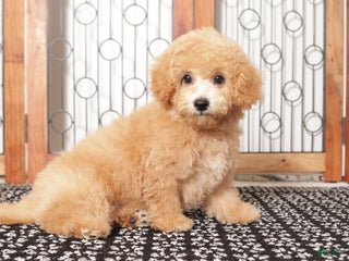 Bichpoo dogs - Ad 19