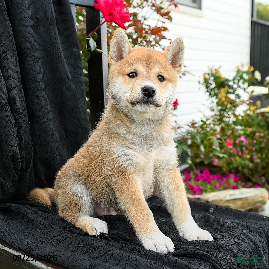 Shiba Inu dogs for sale: Kotaro - Ad 2