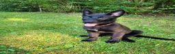 Mixed Breed dogs for sale: Freya - Ad 3