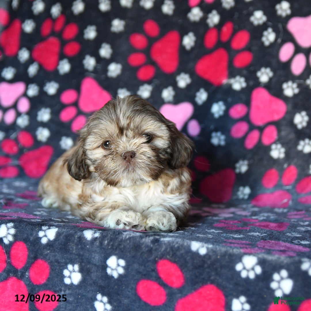 Shihpoo dogs for sale: Madison - Ad 5