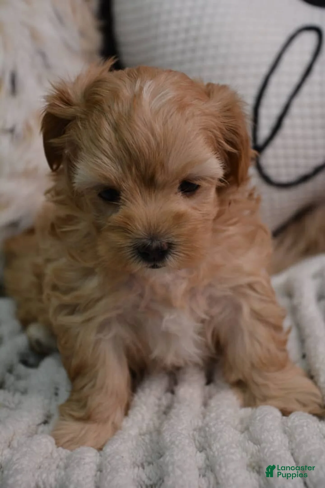 Maltipoo dogs for sale: Tom - Ad 2