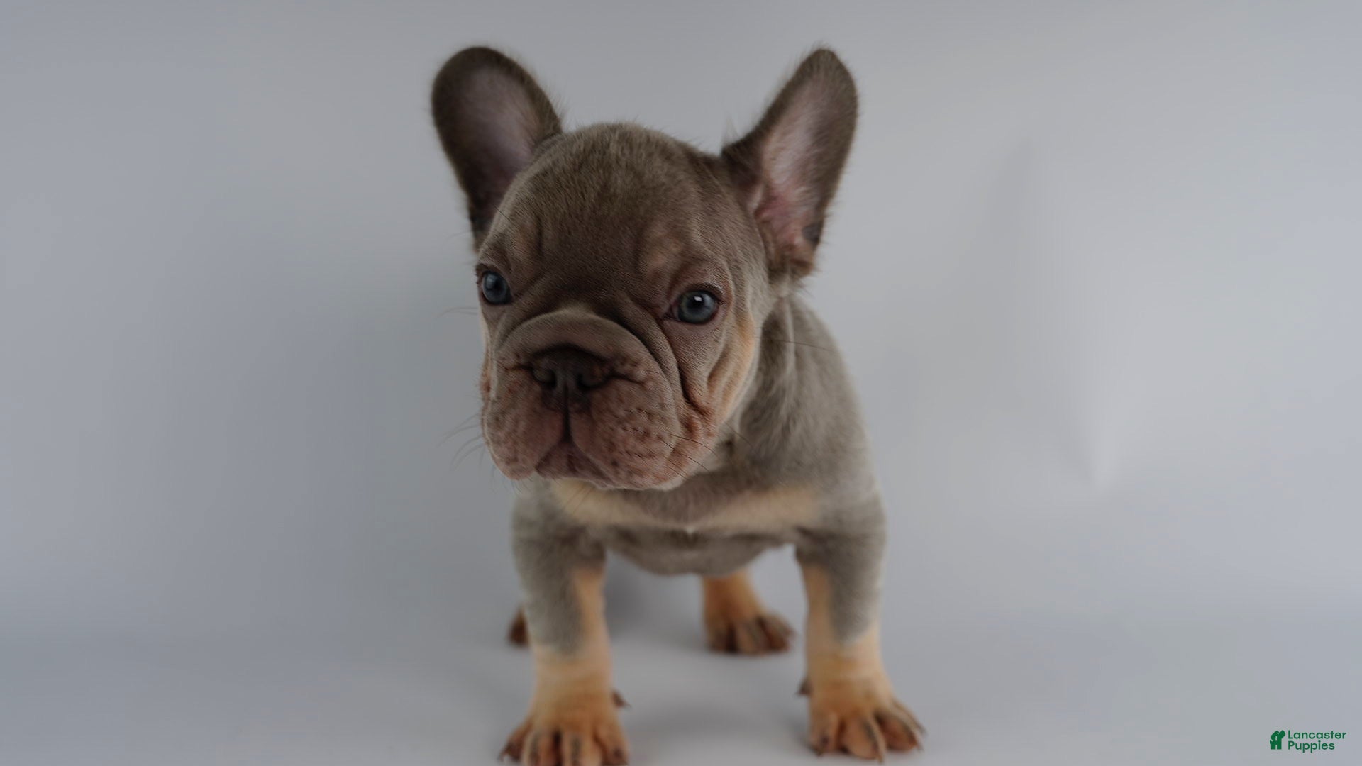 French Bulldog dogs French Bulldog Puppy 3 - Ad 1