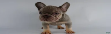 French Bulldog Puppy 3
