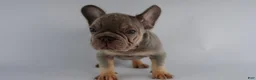 French Bulldog dogs for sale: French Bulldog Puppy 3 - Ad 1