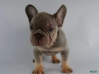 French Bulldog dogs for sale: French Bulldog Puppy 3 - Ad 3