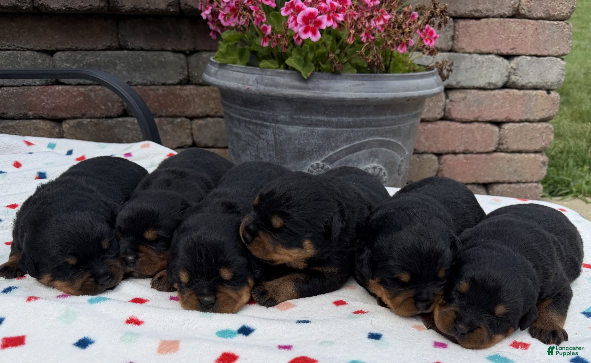 Rottweiler dogs Rottweiler 1 - Ad 1
