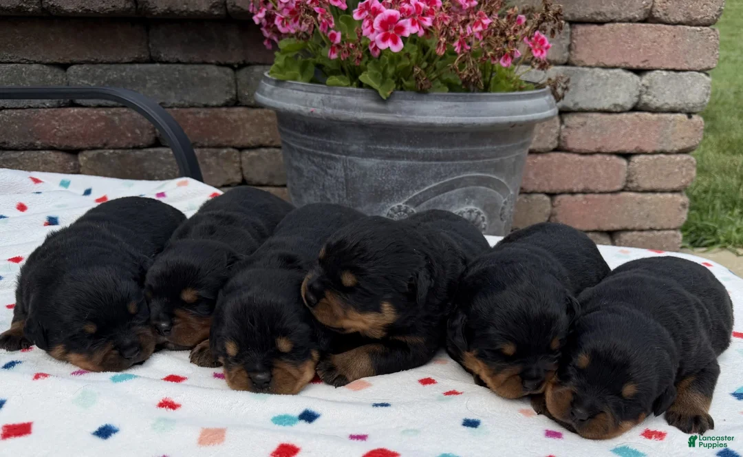 Rottweiler dogs for sale: Rottweiler 1 - Ad 1