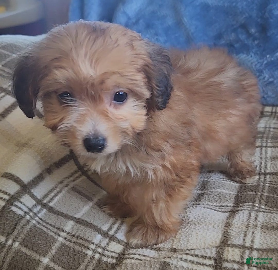 Mixed Breed dogs for sale: Molly - Ad 10