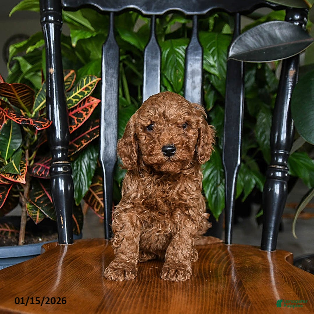 Cavapoo dogs for sale: Blue - Ad 2