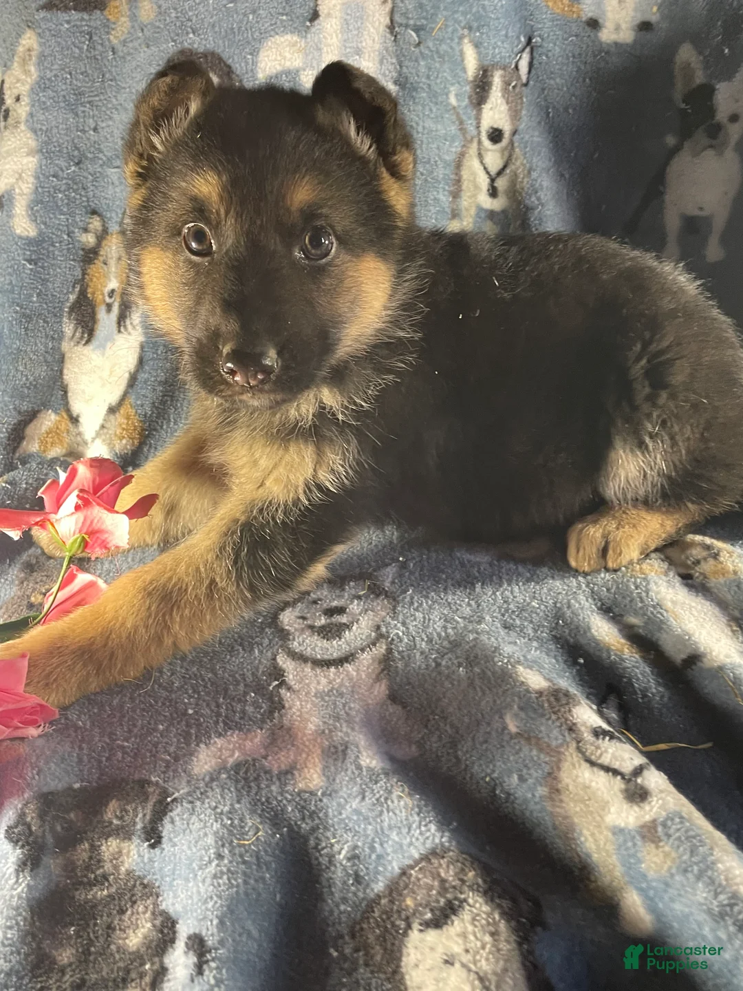 German Shepherd dogs for sale: Max - Ad 4