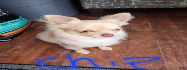 Chip