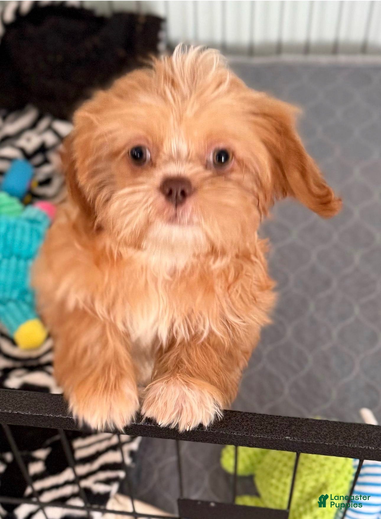 Shih Tzu dogs Hattie - Ad 4