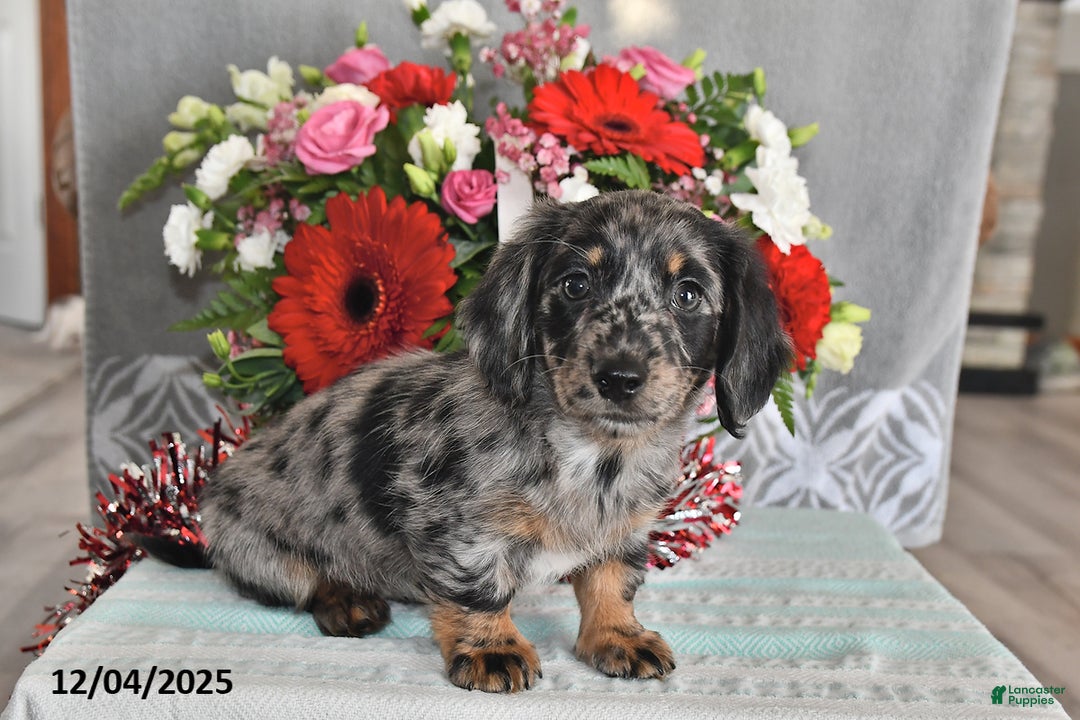 Miniature Dachshund dogs for sale: Millie - Ad 1