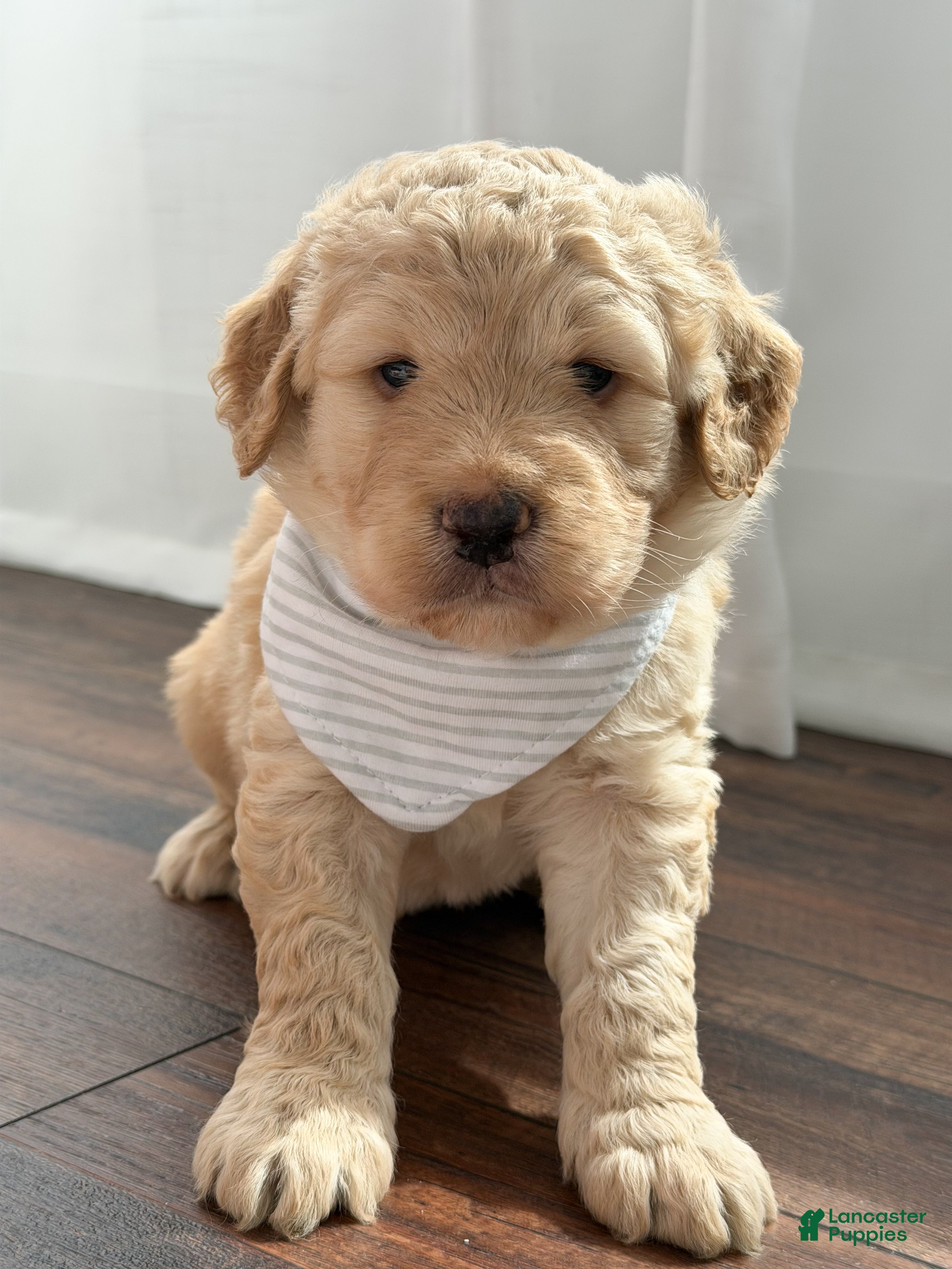 Labradoodle dogs Remi - Ad 1