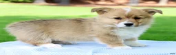 Welsh Corgi Pembroke dogs for sale: Max - Ad 4
