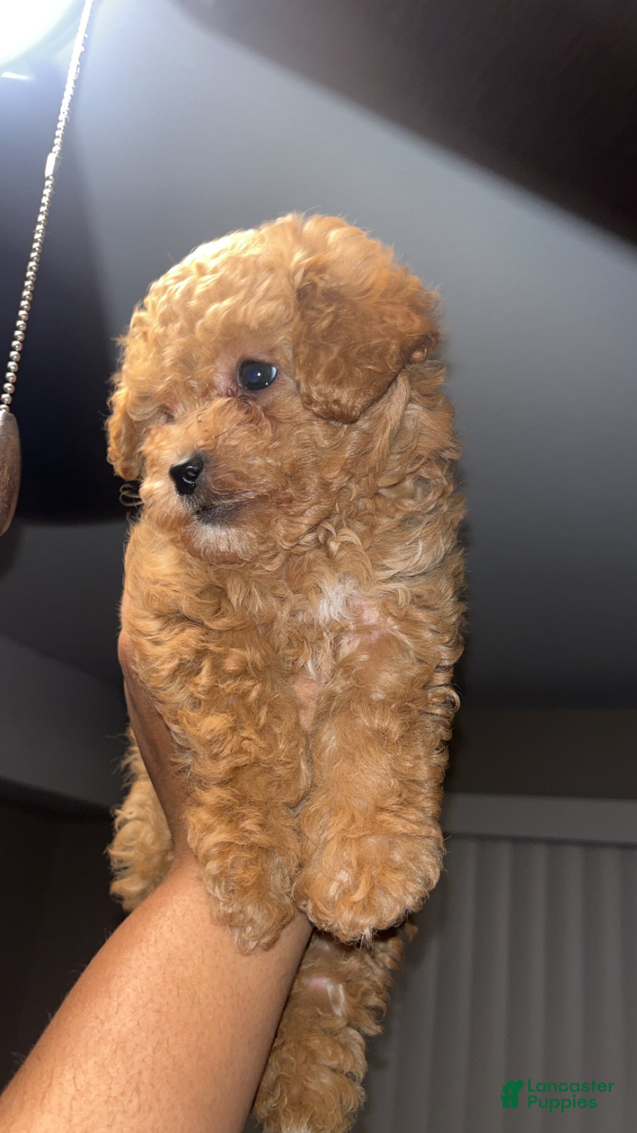 Toy Poodle dogs for sale: Toy Poodle Puppy 1 - Ad 3