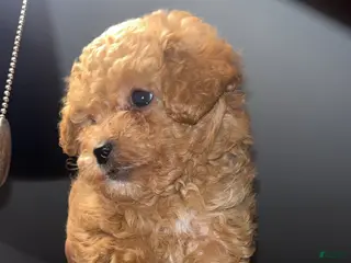 Toy Poodle dogs for sale: Toy Poodle Puppy 1 - Ad 3