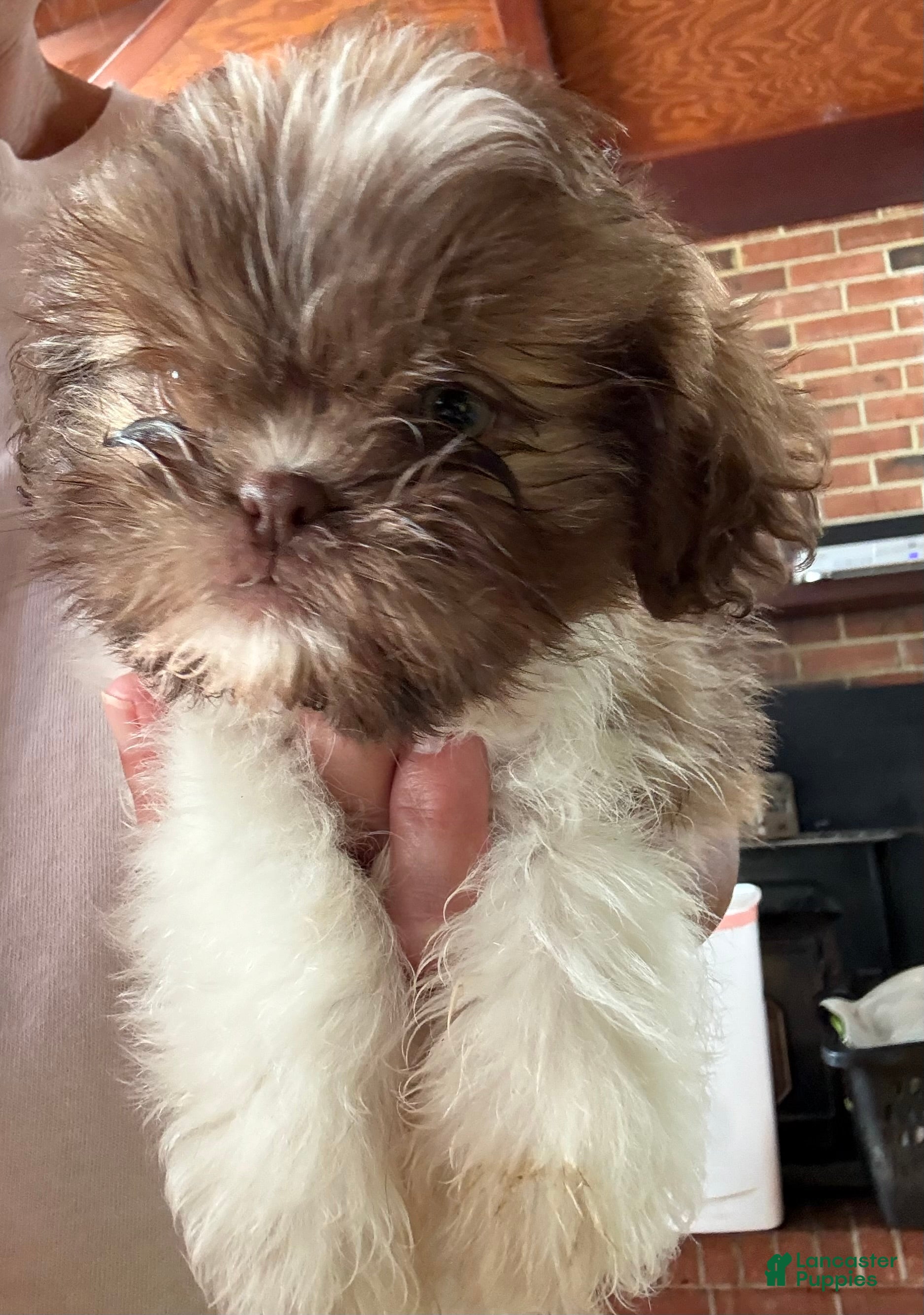 Shih Tzu