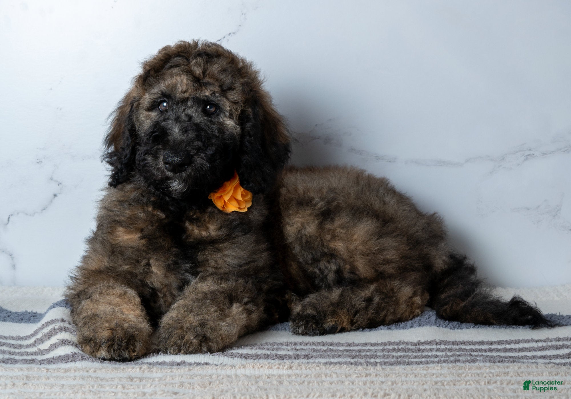 Goldendoodle dogs Ms. Cappuccino - Chocolate Phantom Merle Goldendoodle - Ad 19