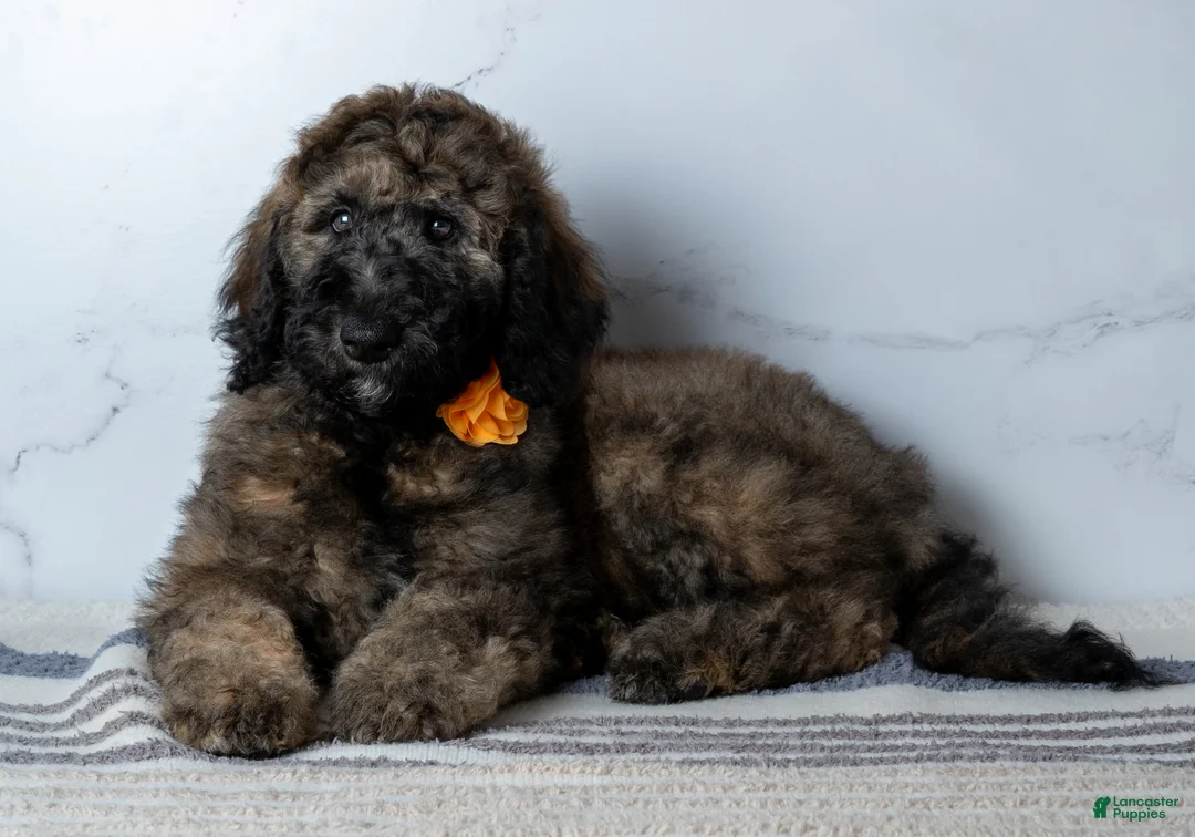 Goldendoodle dogs for sale: Ms. Cappuccino - Chocolate Phantom Merle Goldendoodle - Ad 1