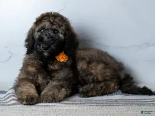 Goldendoodle dogs Ms. Cappuccino - Chocolate Phantom Merle Goldendoodle - Ad 19