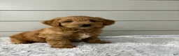 Mini Goldendoodle dogs for sale: Bella - Ad 5