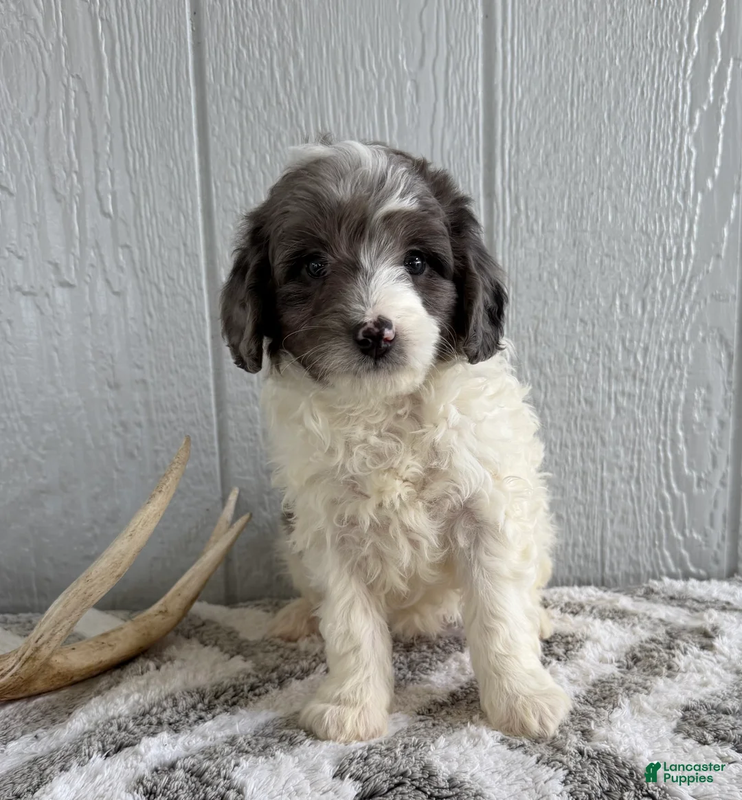 Mini Bernedoodle dogs for sale: Scout - Ad 5