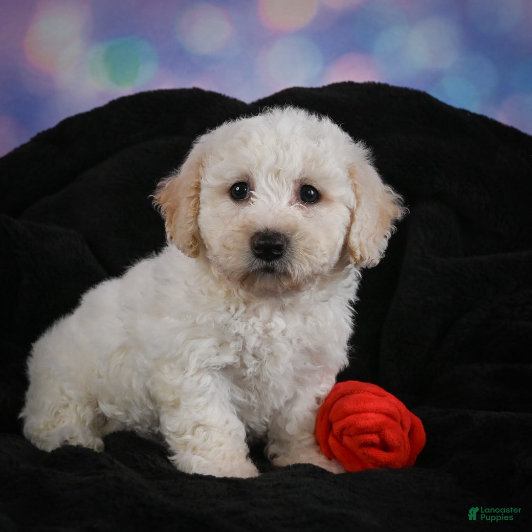 Bichon Frise dogs Jeff - Ad 2