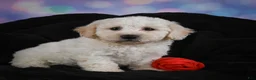 Bichon Frise dogs for sale: Jeff - Ad 3
