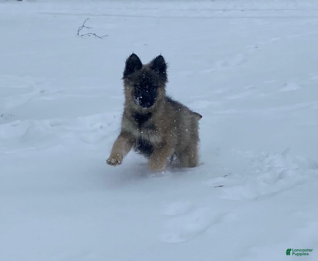 Gerberian Shepsky dogs for sale: Gerberian Shepsky Puppy 1 - Ad 2