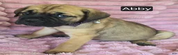 Cane Corso dogs for sale: Abby - Ad 7