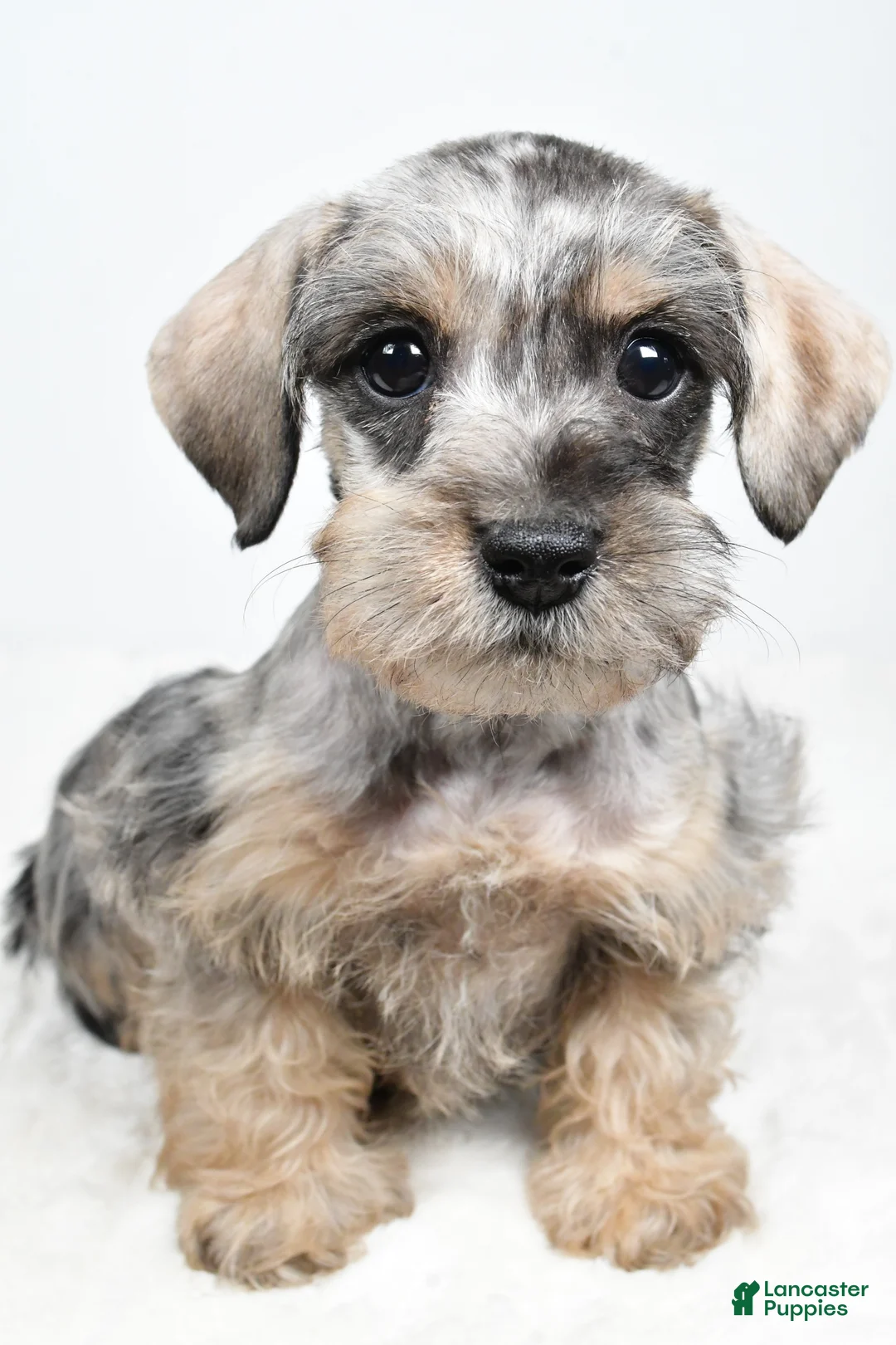 Schnoodle dogs for sale: Merri - Ad 2