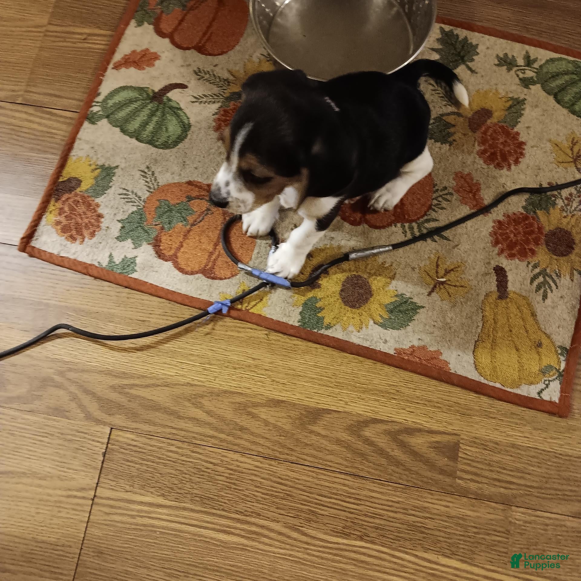 Beagle dogs Beagle 1 - Ad 5