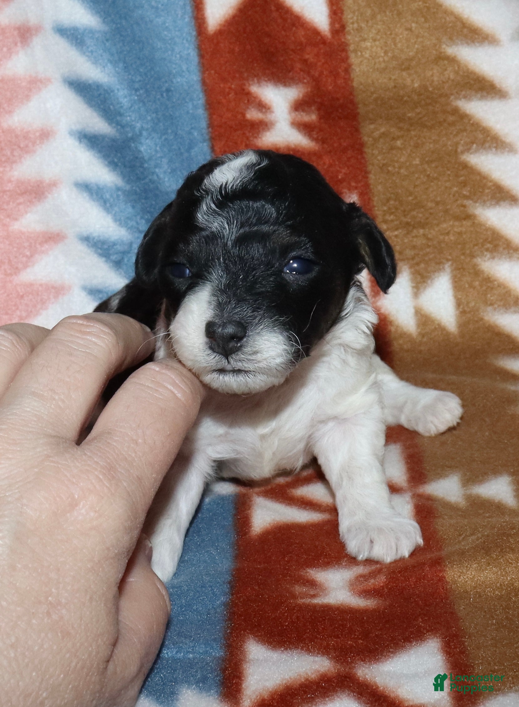 Miniature Poodle dogs Harlee’s Bk&W male - Ad 13
