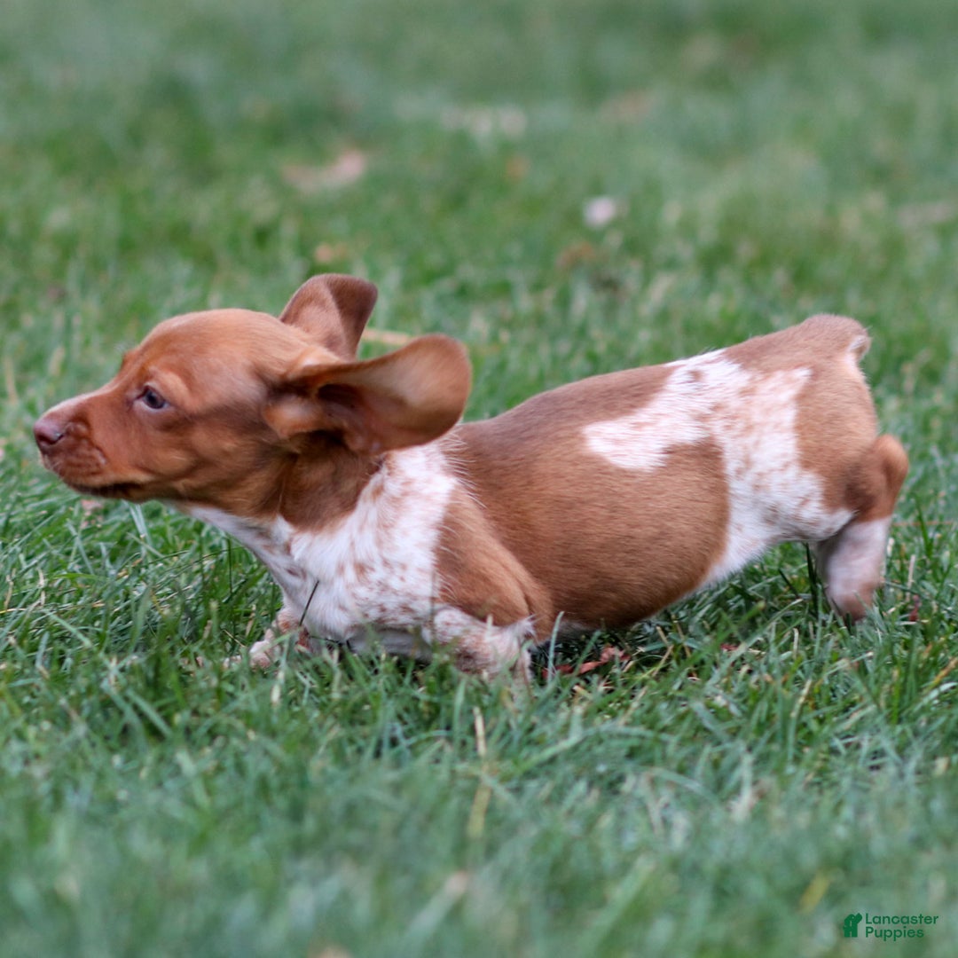Dachshund dogs for sale: Heidi - Ad 4