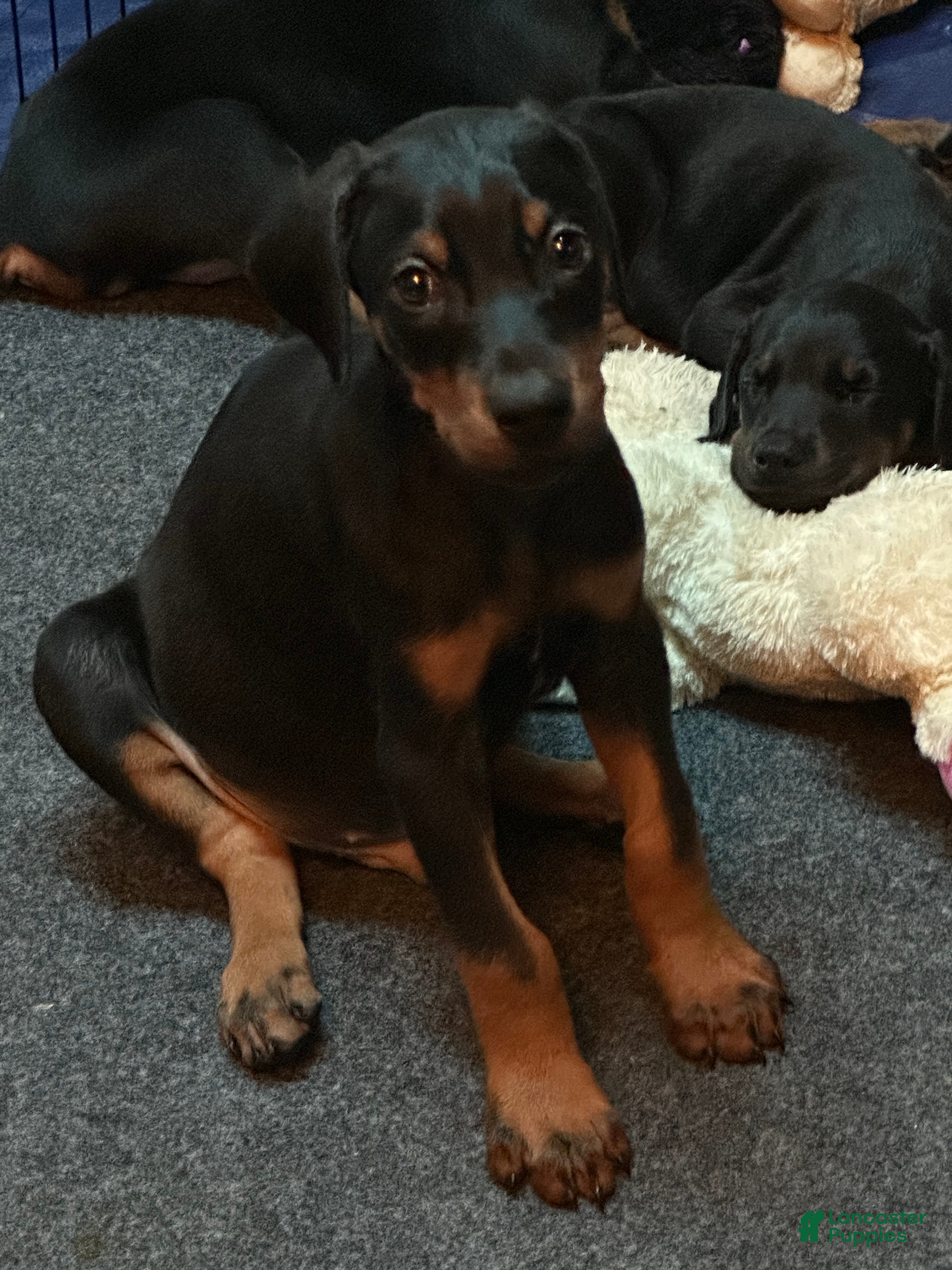 Doberman Pinscher dogs Doberman Pinscher 2 - Ad 7
