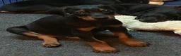 Doberman Pinscher dogs for sale: Doberman Pinscher 2 - Ad 1
