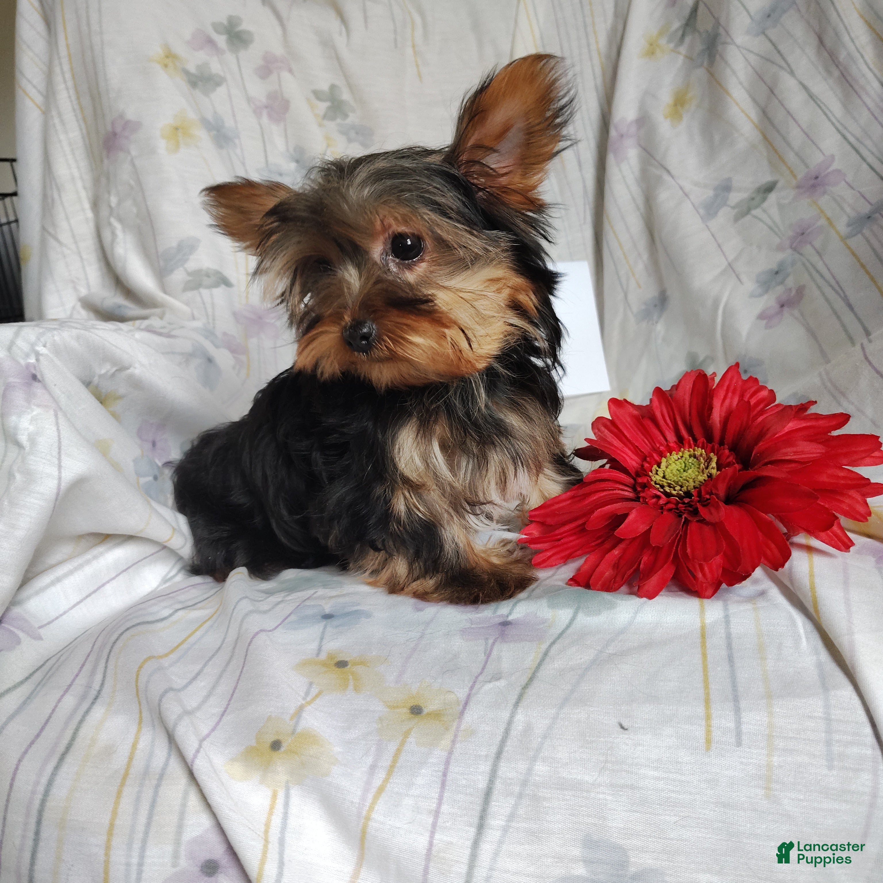 Yorkshire Terrier dogs Kisses - Ad 15