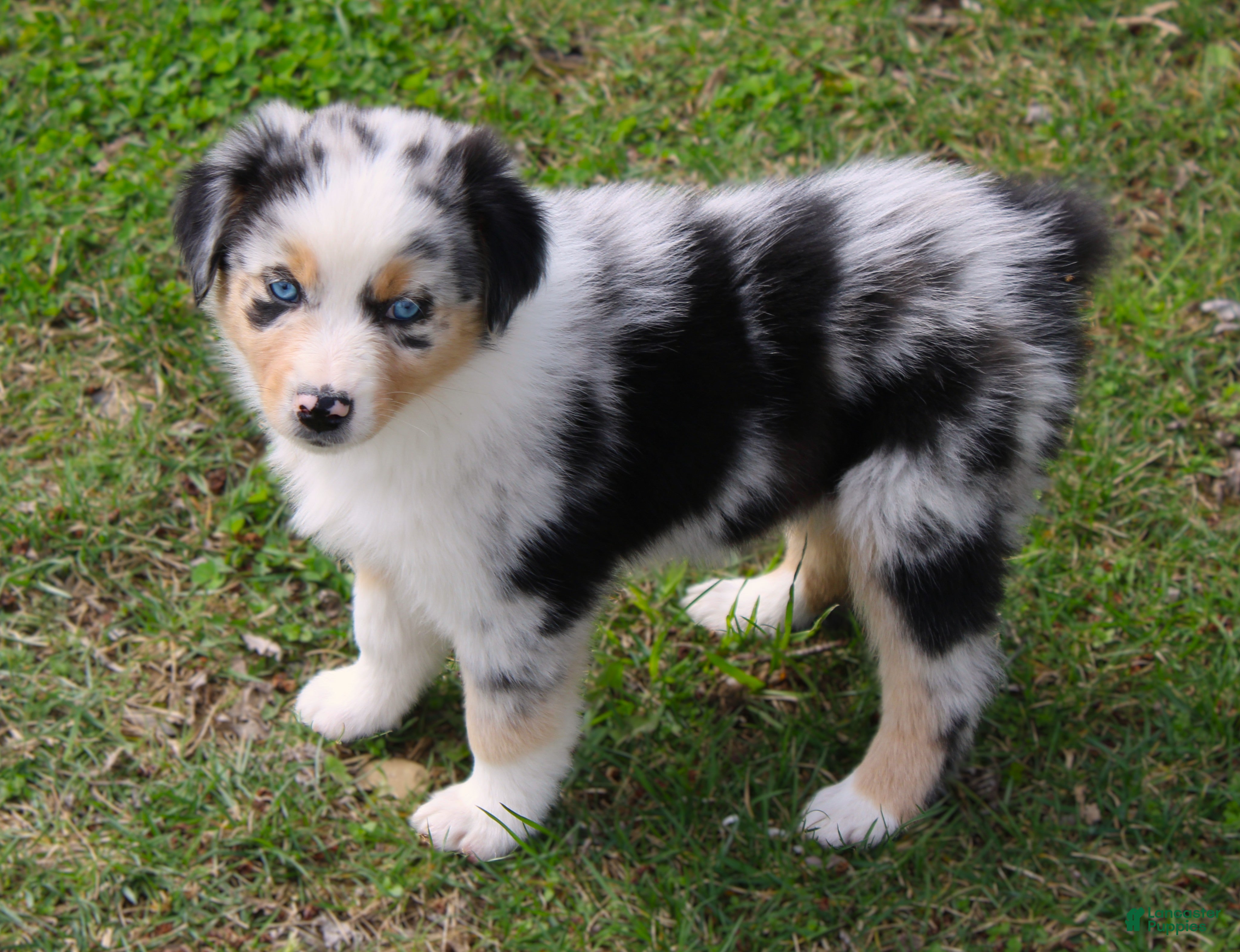 Australian Shepherd dogs Surprise - Ad 1