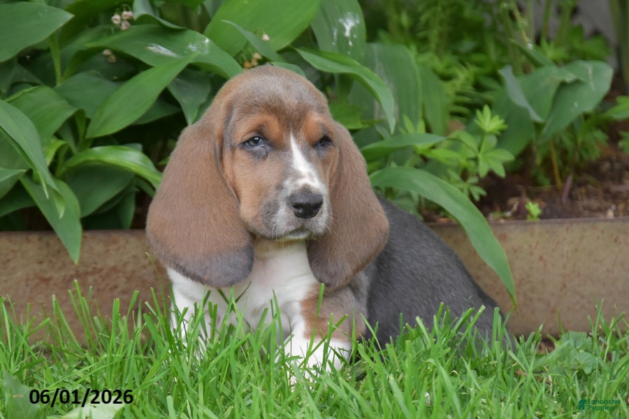 Basset Hound dogs Ginger - Ad 2