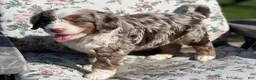 Mixed Breed dogs for sale: Olie - Ad 6
