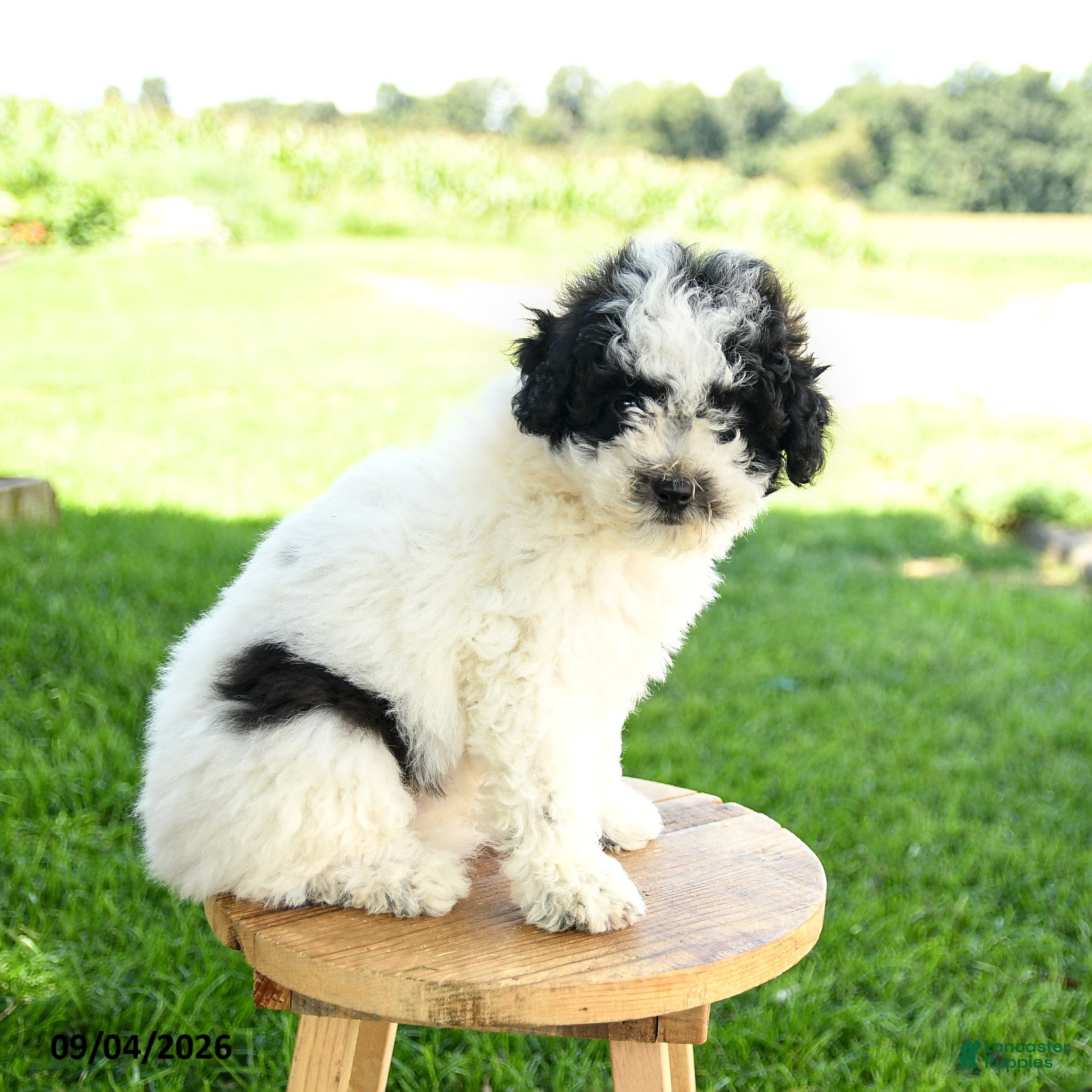 Maltipoo dogs Snoopy - Ad 2