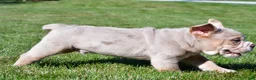 Beabull dogs for sale: Lakota - Ad 9