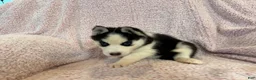 Siberian Husky dogs for sale: Princess Nox - Ad 7
