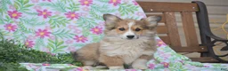Welsh Corgi Pembroke dogs for sale: Mufasa - Ad 1