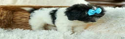 Cavapoo dogs for sale: Remi 🩷 - Ad 9