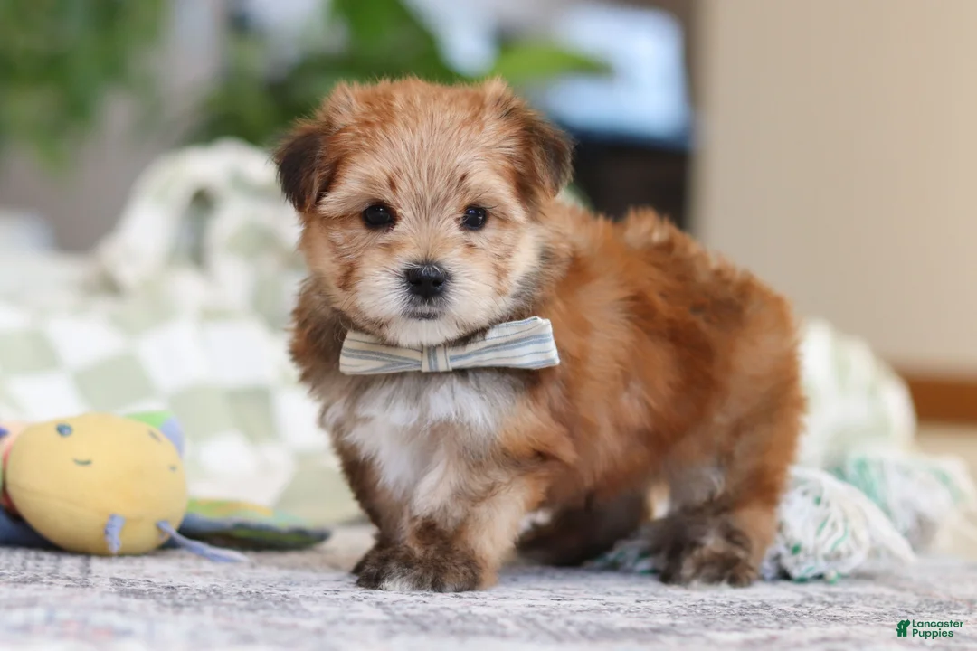 Morkie dogs for sale: Taylor - Ad 3