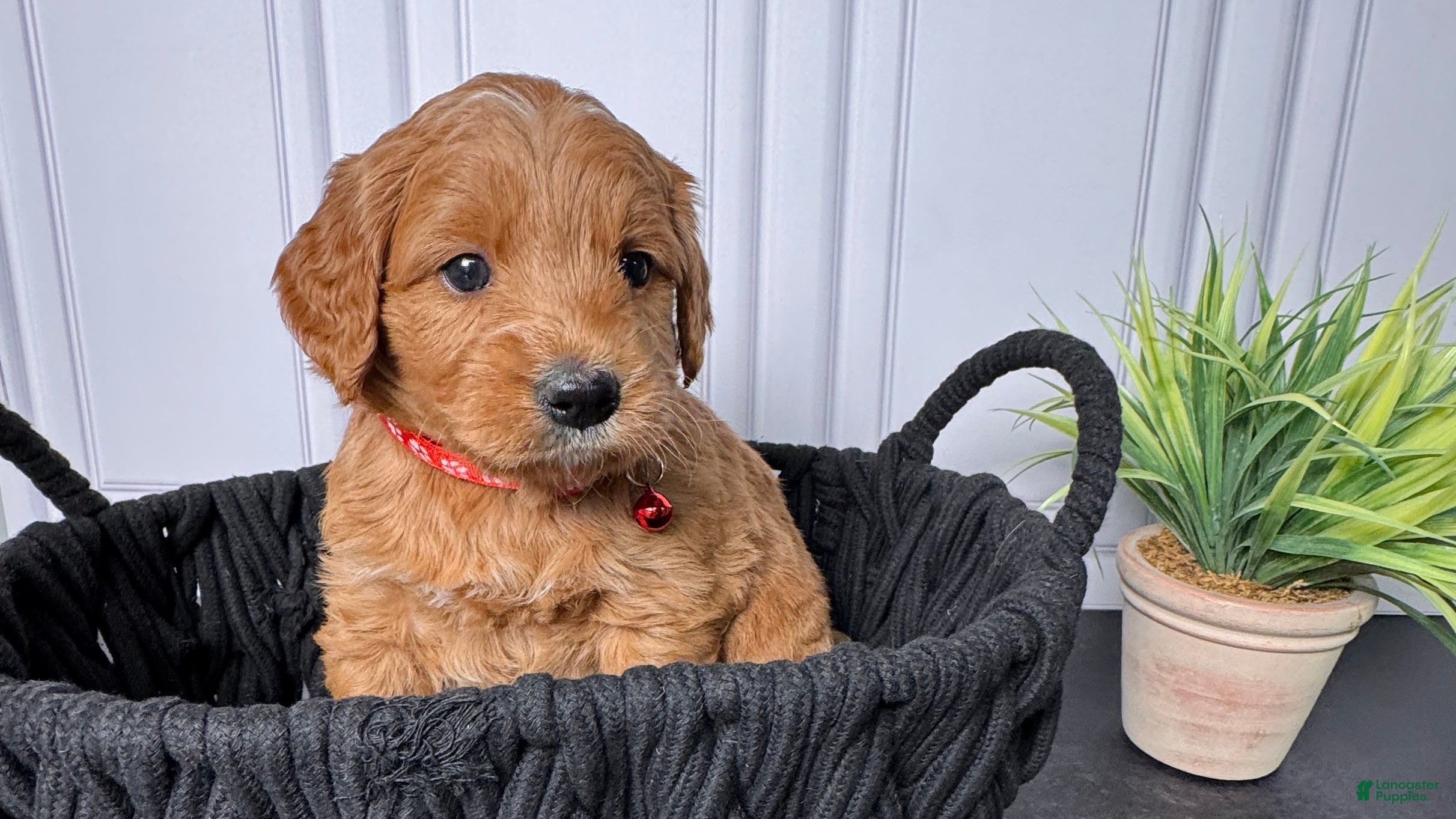 Mini Goldendoodle dogs Zeus Mini Goldendoodle - Ad 11