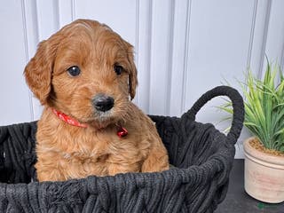 Mini Goldendoodle dogs Zeus Mini Goldendoodle - Ad 40