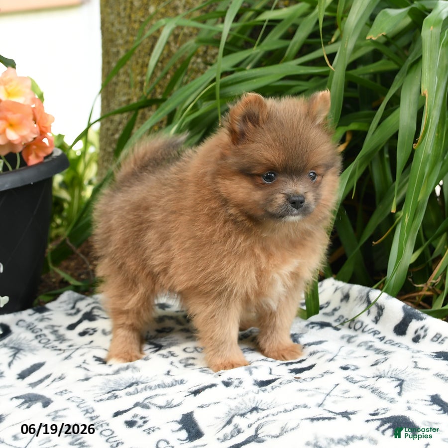Pomeranian dogs Bentley - Ad 2